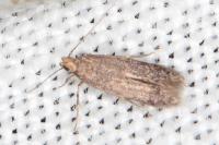 Ivanauskiella occitanica