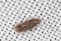 Ivanauskiella occitanica