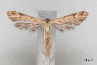 Stenoptilodes taprobanes