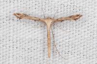 Stenoptilodes taprobanes