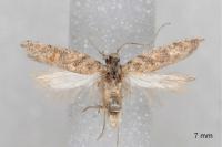Scrobipalpa bigoti