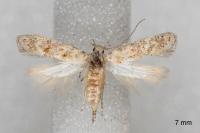 Scrobipalpa bigoti