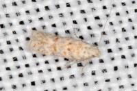 Scrobipalpa bigoti