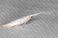 Coleophora mediterranea