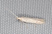 Coleophora mediterranea