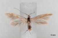 Coleophora texanella