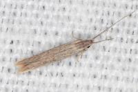 Coleophora texanella