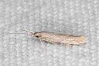 Coleophora texanella