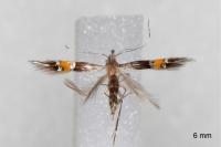 Cosmopterix scribaiella