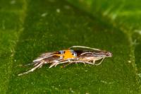 Cosmopterix scribaiella