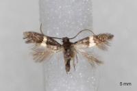 Elachista chrysodesmella