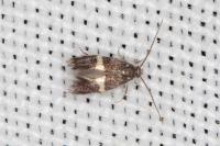 Elachista chrysodesmella
