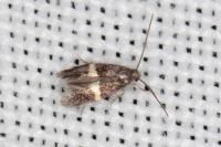 Elachista chrysodesmella