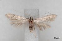 Coleophora hemerobiella
