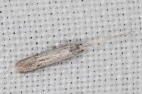 Coleophora hemerobiella