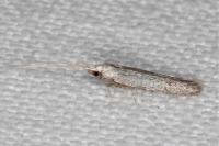 Coleophora hemerobiella