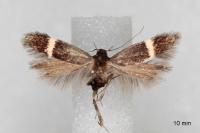 Aproaerema taeniolella