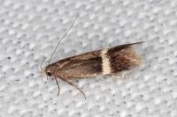Aproaerema taeniolella