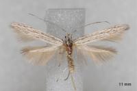 Coleophora obtectella