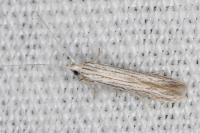 Coleophora obtectella