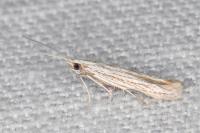 Coleophora obtectella