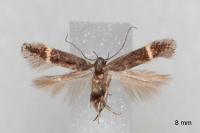 Aproaerema suecicella
