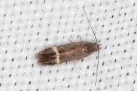 Aproaerema suecicella
