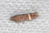 Aproaerema suecicella