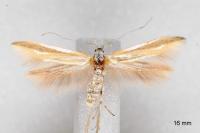 Coleophora valesianella