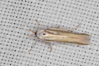 Coleophora valesianella