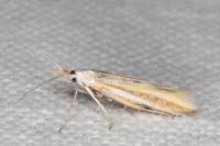 Coleophora valesianella