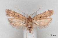 Aroga aristotelis
