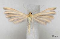Merrifieldia malacodactyla