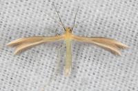 Merrifieldia malacodactyla