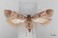 Bryotropha dryadella