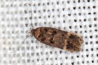 Bryotropha dryadella