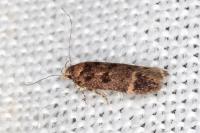 Bryotropha dryadella