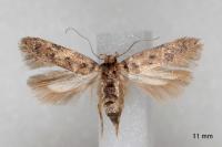Bryotropha domestica