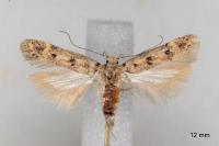 Bryotropha domestica