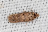 Bryotropha domestica