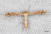 Oxyptilus laetus