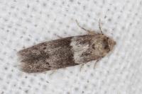 Hypatopa segnella