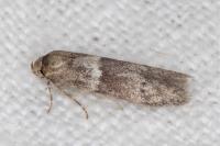 Hypatopa segnella