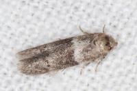 Hypatopa segnella
