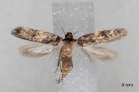 Apatema mediopallidum