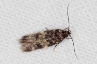 Apatema mediopallidum