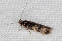 Apatema mediopallidum
