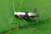 Argyresthia spinosella