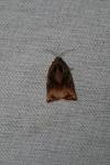 Archips podana