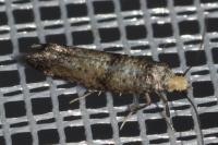 Paraswammerdamia nebulella